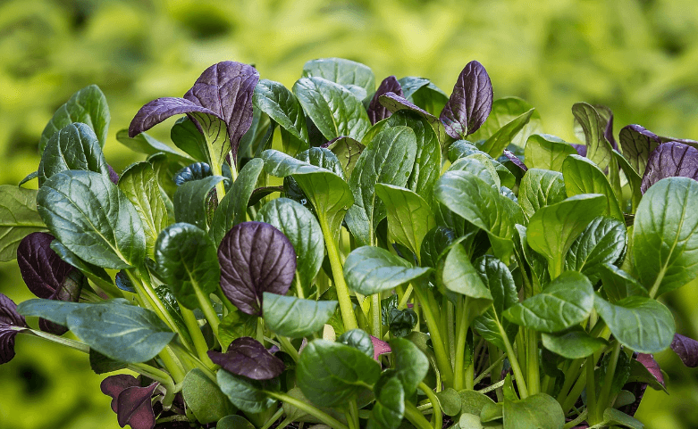 베타카로틴 식품