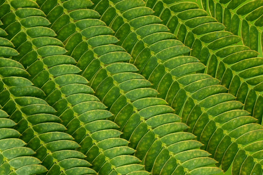 천연 다이어트 그린 커피빈 추출물 